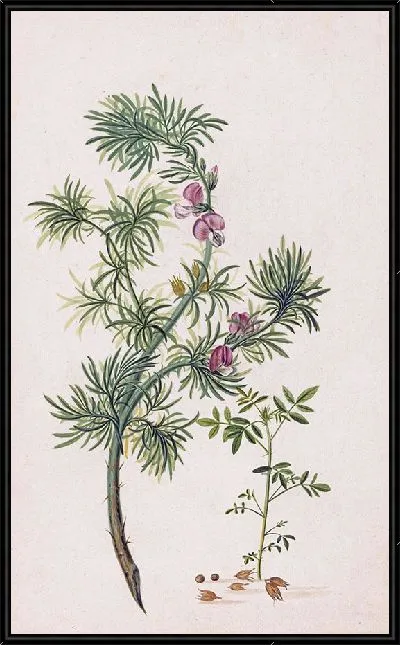 Картина Брем (Джениста) (1685)