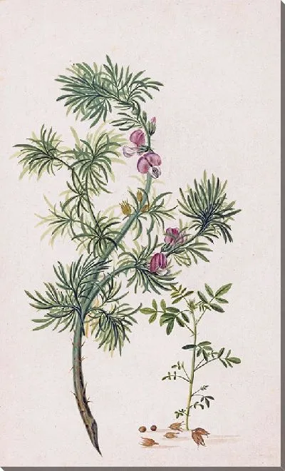 Картина Брем (Джениста) (1685)