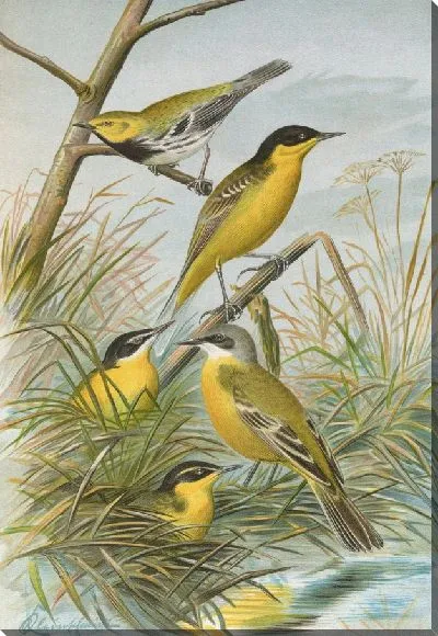 Картина Budytes flavus cinereocapillus