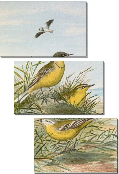 Картина Budytes taivanus Swinhoe