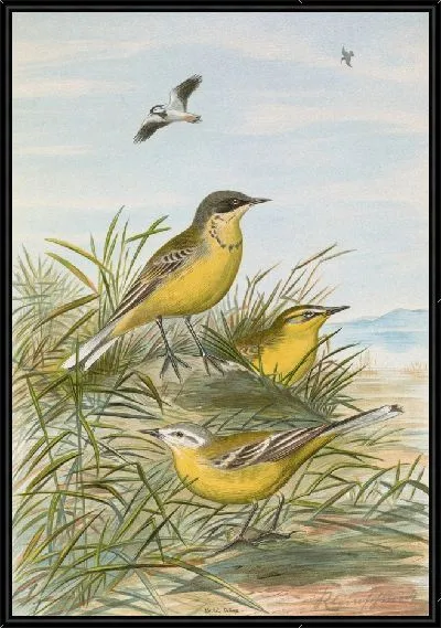 Картина Budytes taivanus Swinhoe
