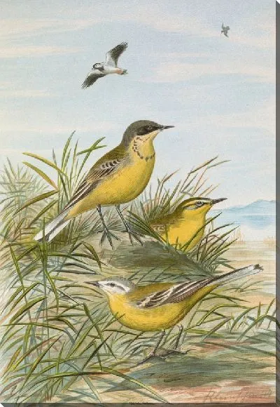 Картина Budytes taivanus Swinhoe