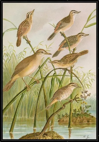 Картина Calamodus schoenobaenus, водный, арундиновый