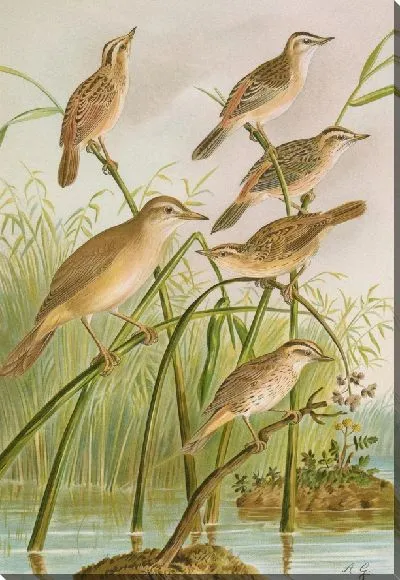 Картина Calamodus schoenobaenus, водный, арундиновый