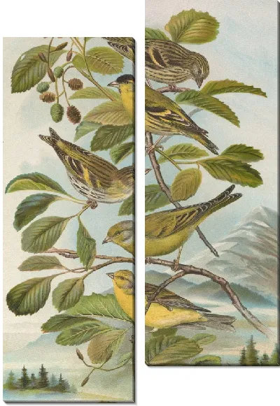 Картина Chrysomitris spinus
