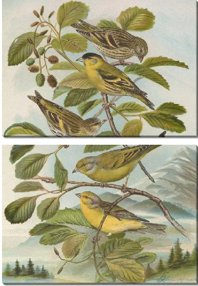 Картина Chrysomitris spinus