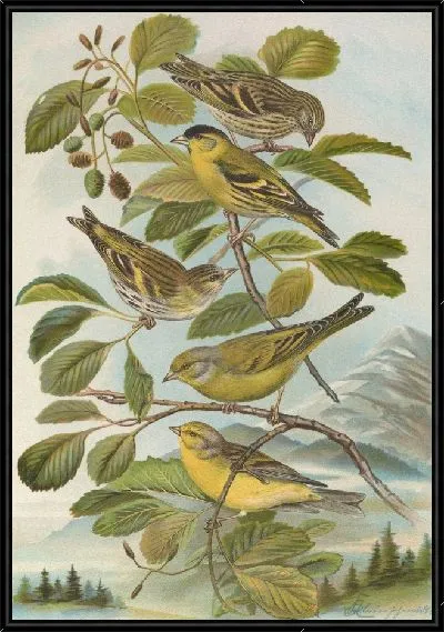 Картина Chrysomitris spinus