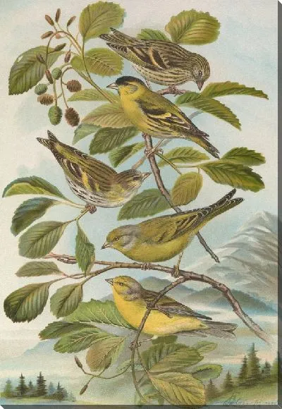 Картина Chrysomitris spinus