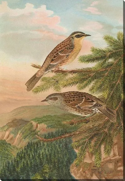 Картина Акцент модульный, акцент монтанеллус