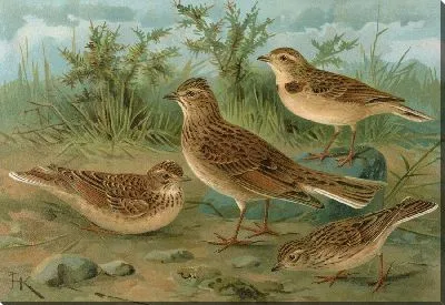 Картина Алауда арвенсис, Каландрелла брахидактила, Каландрелла писполетта