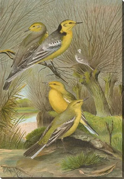 Картина Будитес цитреолус, будитес кампестрис