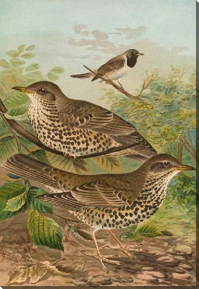 Картина Вязкоядная молочница, атригулярная молочница