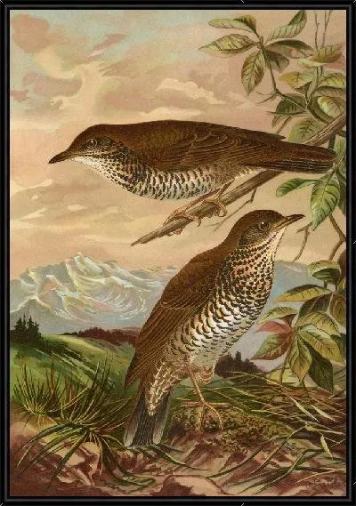 Картина Геохлиды