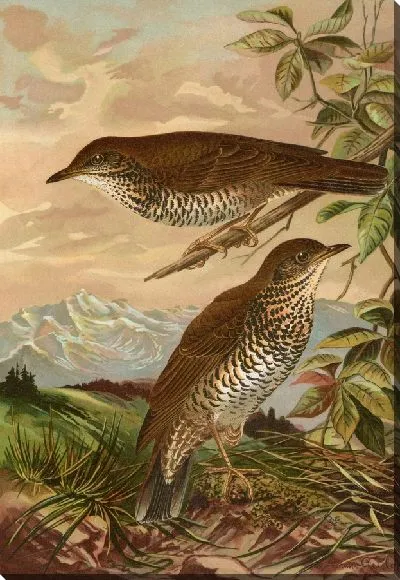 Картина Геохлиды