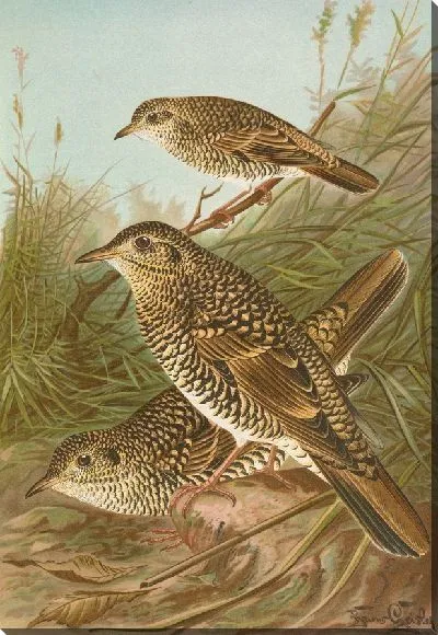 Картина Геоцихла вариа, Геоцихла даума