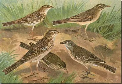 Картина Густави Свинхо, кампестрис, спиполетта, Ричарди