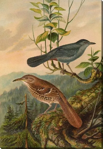 Картина Каролинский мимус, рыжий гарпоринх