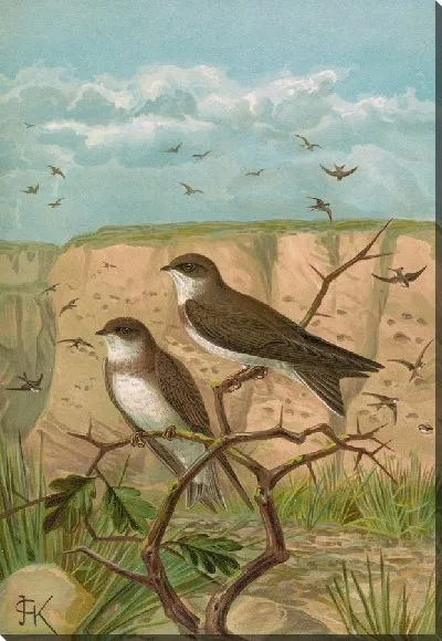 Картина Кливикола Рипария