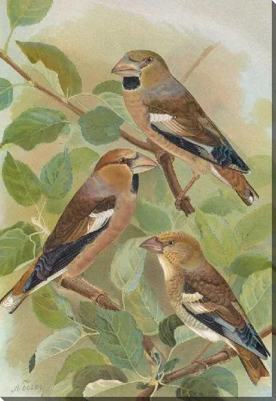 Картина Коккотраусты