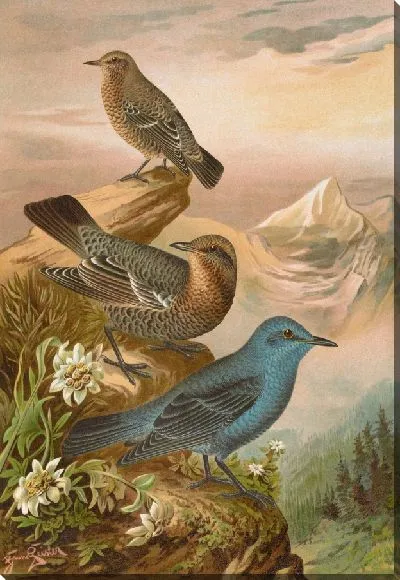 Картина Монтикола синяя