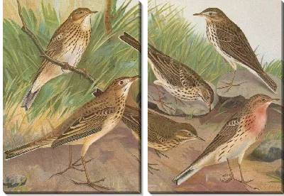 Картина Муравейник обыкновенный, пратенсис, Вьейо Ричарди, червинус, пенсильваниус