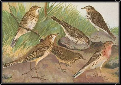 Муравейник обыкновенный, пратенсис, Вьейо Ричарди, червинус, пенсильваниус