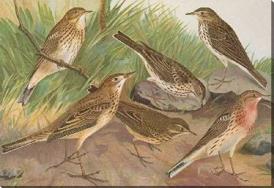 Муравейник обыкновенный, пратенсис, Вьейо Ричарди, червинус, пенсильваниус