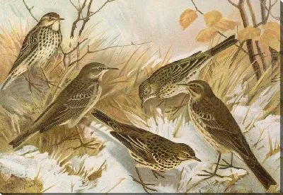 Картина Муравейник прямостоячий, червец, спиполетта, обскурус