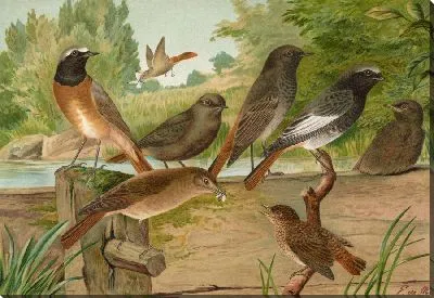 Картина Рутицилла титис, Рутицилла феникрус