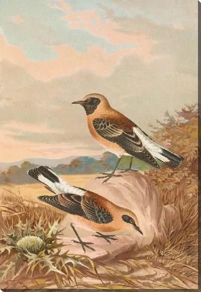 Картина Саксикола стапазина, Саксикола аурита