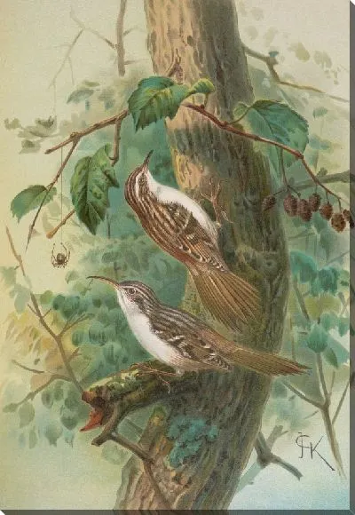 Картина Сертия Фамильярис