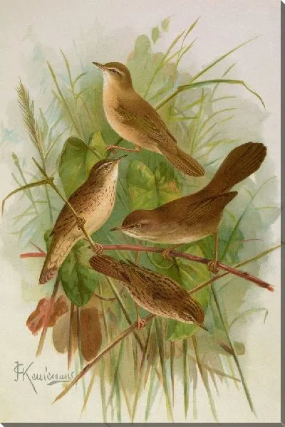 Картина Сеттия четти , Локустелла ланцетная