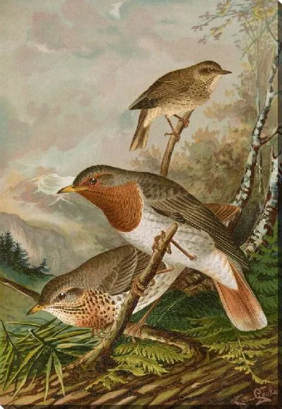 Картина Сильвия Руфоллис