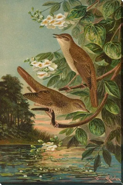 Картина Соловей эритакус, филомела эритакус