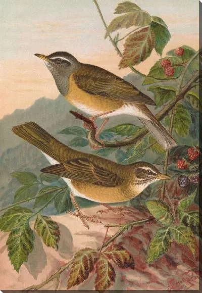 Картина Темный дрозд