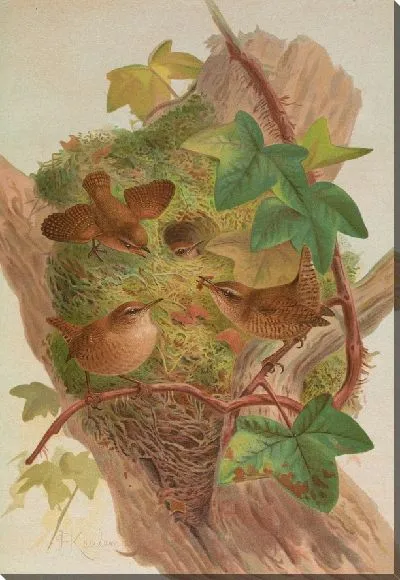 Картина Троглодиты Анортура