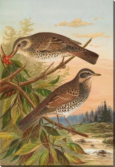 Картина Турдус дымящаяся