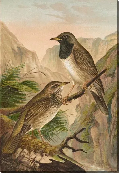 Картина Турдус круглая