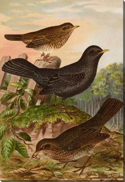 Картина Турдус мерула