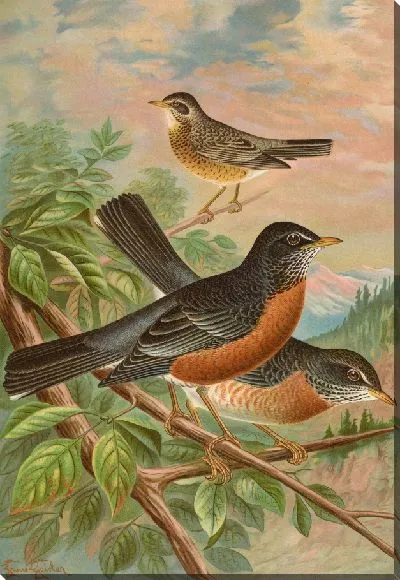 Картина Турдус мигрирующий