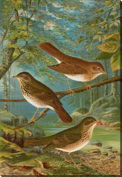 Картина Турдусы