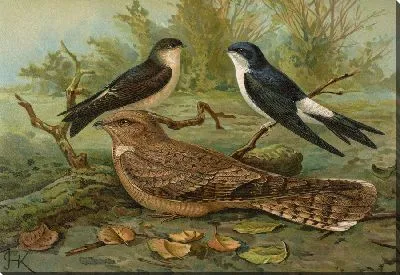 Картина Хелидонария урбиканская