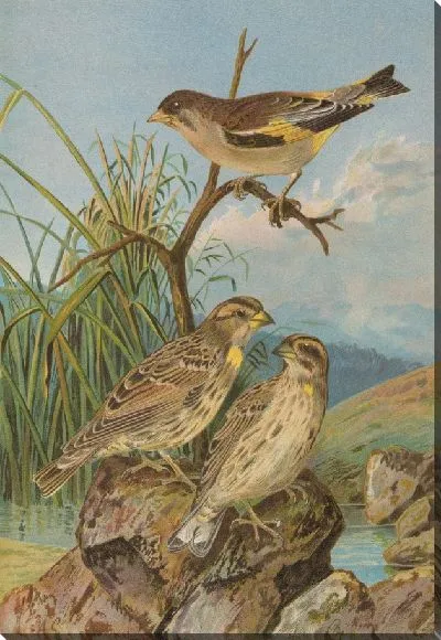 Картина Хлорис синика, прохожий Петроний