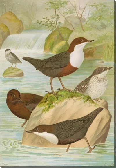 Картина Цинклус, Цинклус Палласи Темм