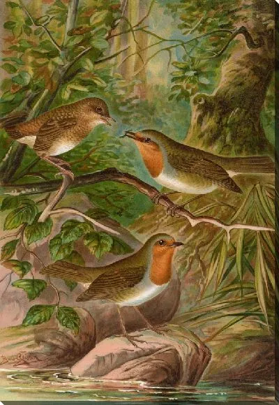 Картина Эритакус рубекулус