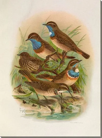 Картина Эритакус синеклювый