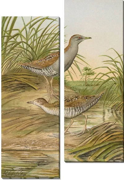Картина Ortygometra pusilla (Палл.)