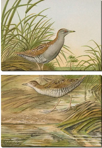 Картина Ortygometra pusilla (Палл.)