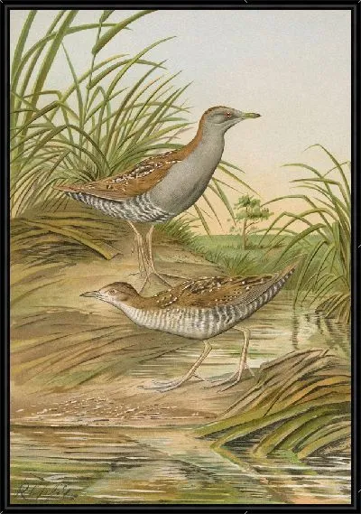 Картина Ortygometra pusilla (Палл.)