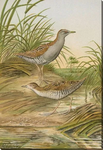 Картина Ortygometra pusilla (Палл.)